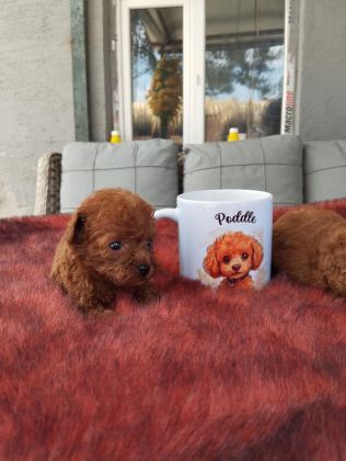 KORE TOY POODLE YAVRULARIMIZ RUHSATLI ÇİFTLİĞİ MIZDEN - Toy Poodle - Bursa