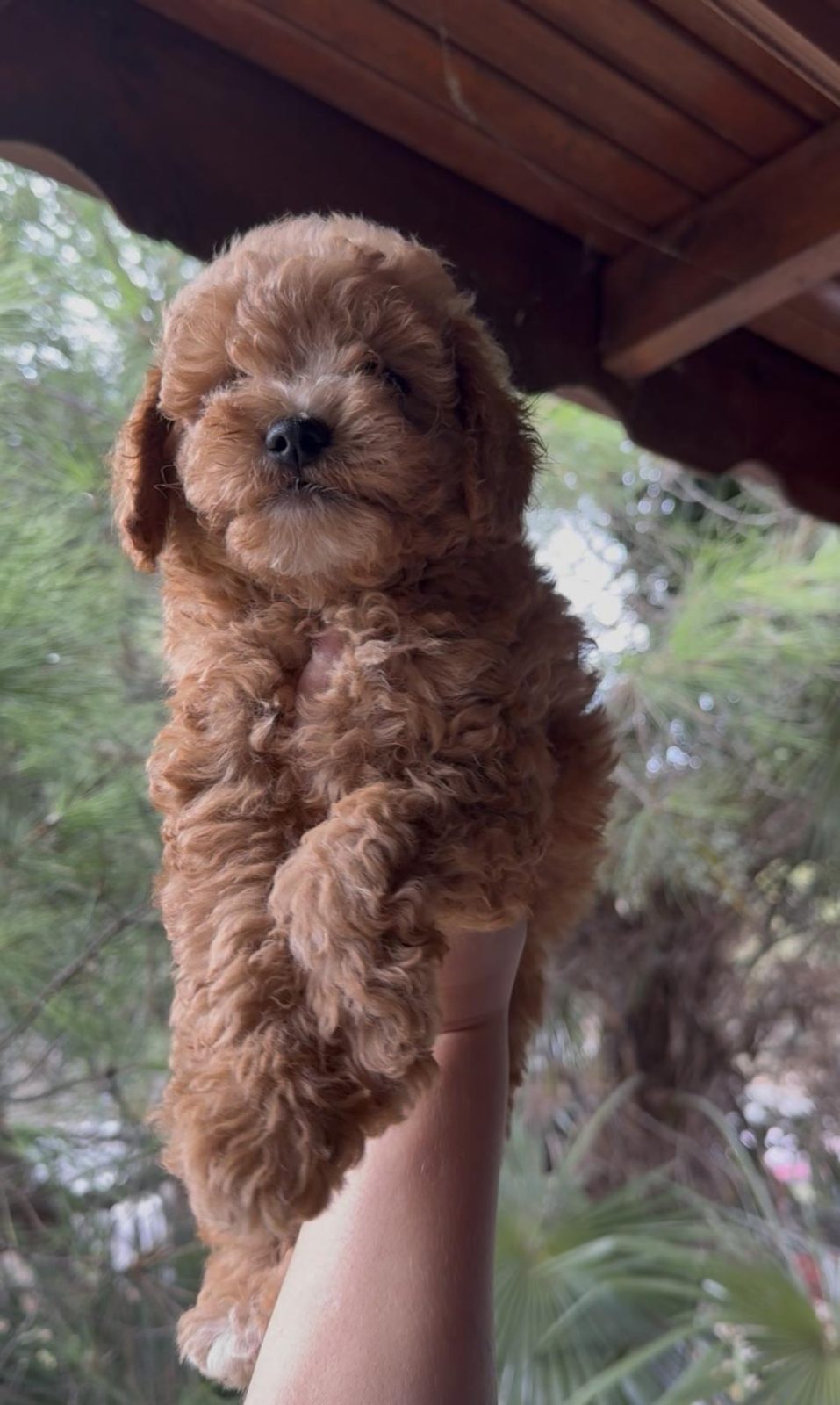KORE POODLE DİŞİ ERKEK