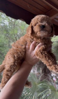 KORE POODLE DİŞİ ERKEK - Toy Poodle - Kocaeli