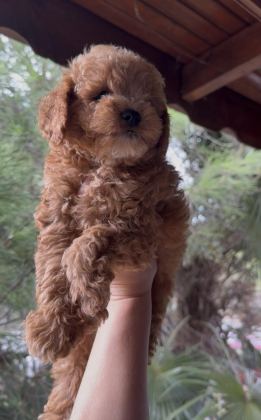 KORE POODLE DİŞİ ERKEK - Toy Poodle - Kocaeli