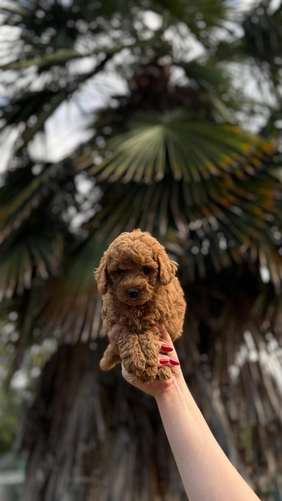 TOYPOODLE BEBEKLER