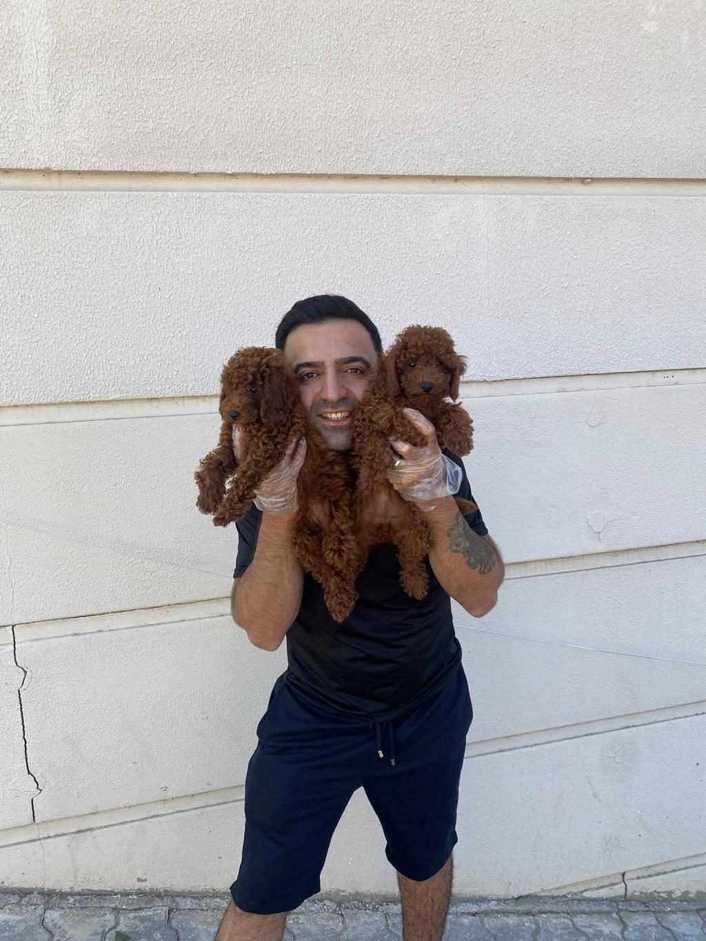 WC EGİTİMLİ TOY POODLE YAVRULARIMIZ FENOMEN PETS ANKARA