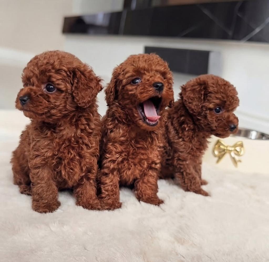 KİLOGRAM GARANTİLİ RUSYA KAN HATTINDAN TOY POODLE YAVRULAR