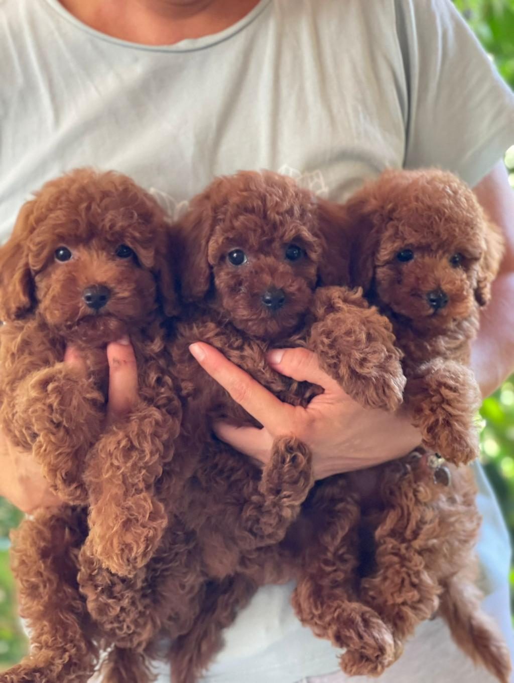 KİLOGRAM GARANTİLİ RUSYA GİRİŞLİ TOY POODLE BEBEKLERİMİZ