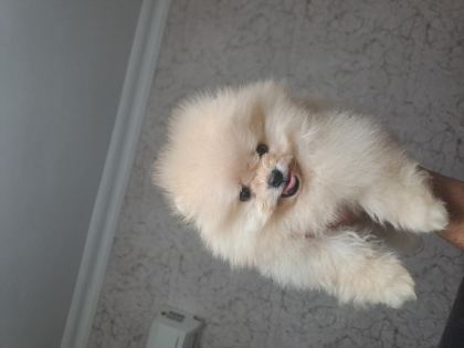 81 İLE GÜVENLİ TESLİMAT POMERANİAN YAVRULAR - Pomeranian Boo - Diyarbakır