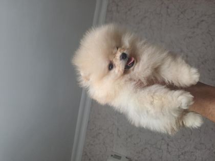 81 İLE GÜVENLİ TESLİMAT POMERANİAN YAVRULAR - Pomeranian Boo - Diyarbakır