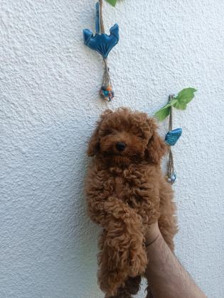 EV ORTAMINDA TOY POODLE YAVRULAR - Toy Poodle - Ankara