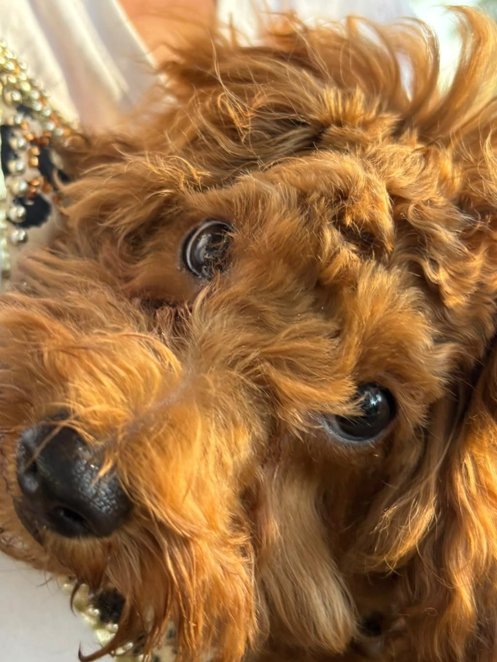 4 AYLIK EFSANE TOY POODLE TÜM AŞILARI YAPILMIŞ