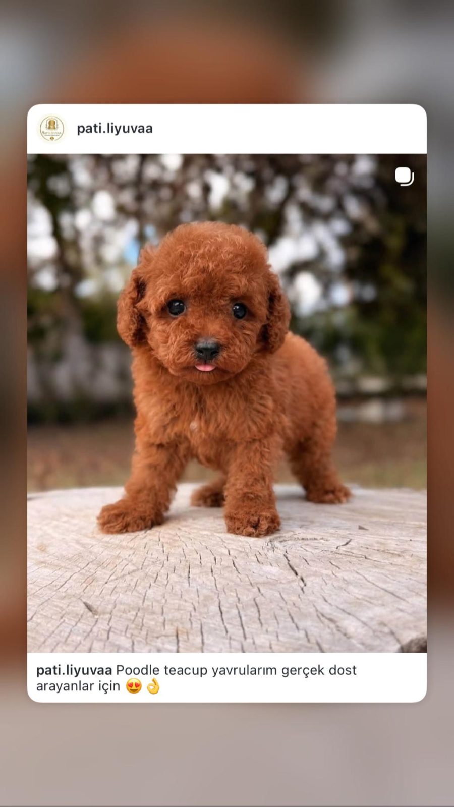 HEP KÜÇÜK KALMASINI İSTEYENLER İÇİN POODLE