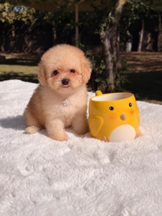 HEP KÜÇÜK KALMASINI İSTEYENLER İÇİN POODLE - Toy Poodle - İstanbul