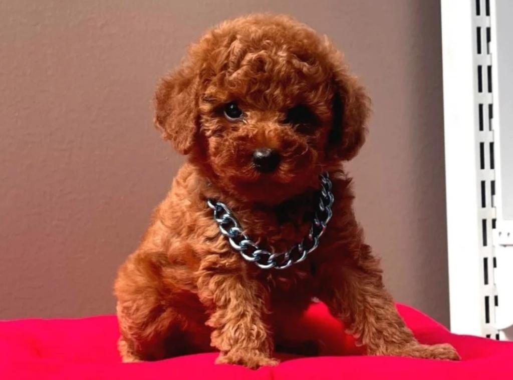 ORJİNAL RED TOY POODLE ERKEK DİŞİ YAVRU PUPPY DP AŞILI