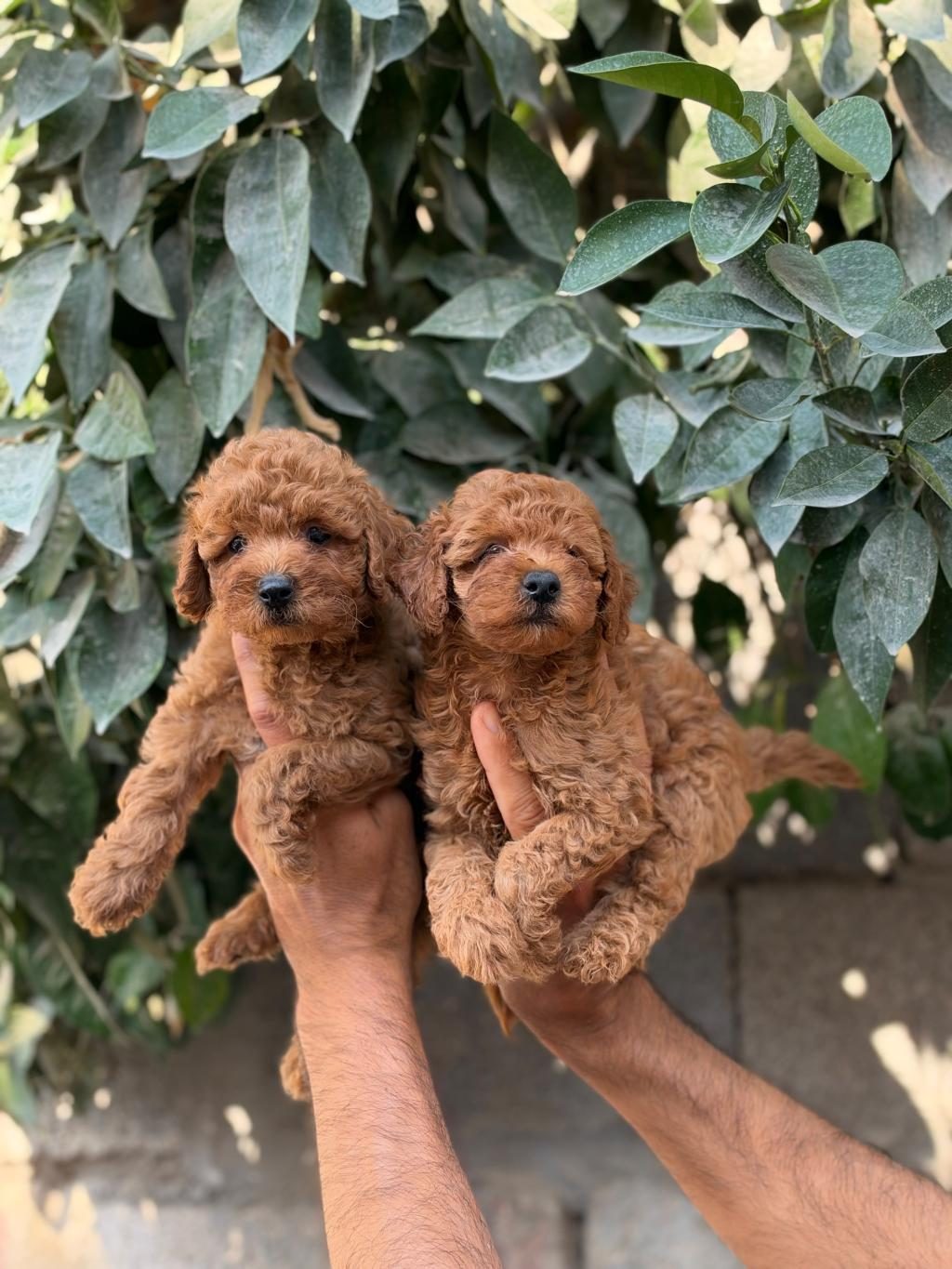 POODLE CİNS YAVRULARIMIZ