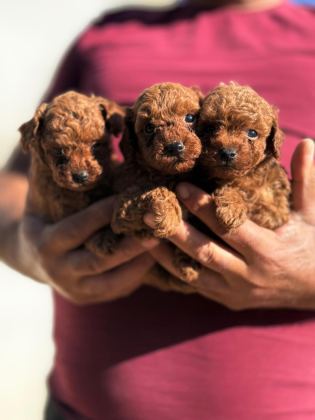 BÜYÜMEYEN AŞILI WC EĞİTİMLİ PREMIUM TOY POODLE - Toy Poodle - Mersin