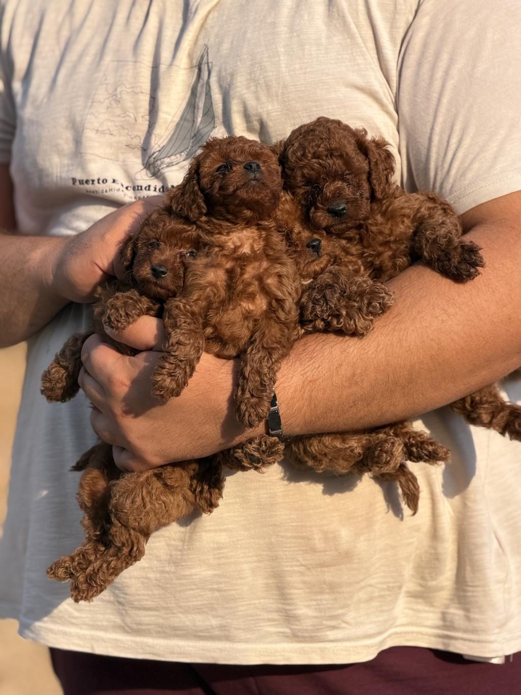AŞILI ÇİŞ EĞİTİMLİ BÜYÜMEYEN TOY POODLE BEBEKLER