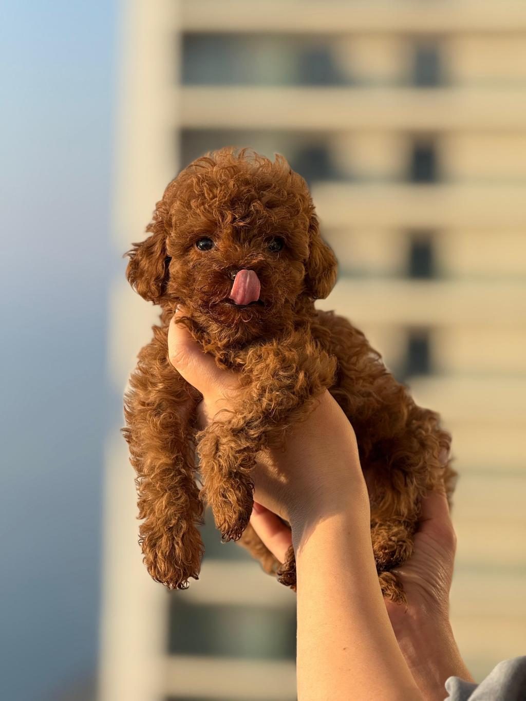 AŞILI ÇİŞ EĞİTİMLİ BÜYÜMEYEN TOY POODLE BEBEKLER