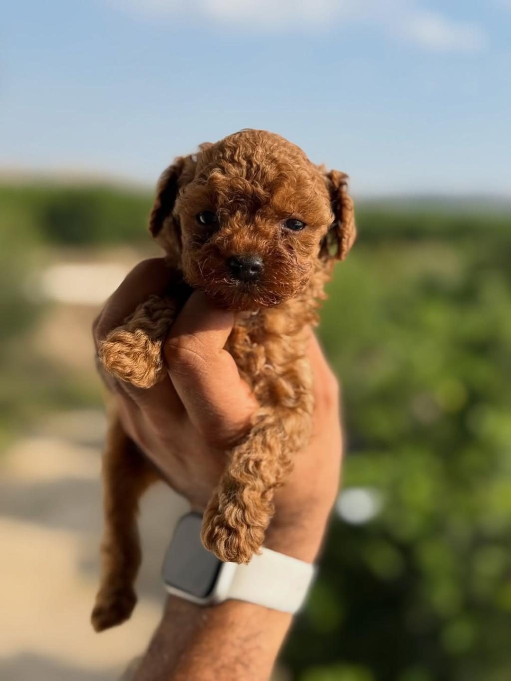 BÜYÜMEYEN AŞILI WC EĞİTİMLİ PREMIUM TOY POODLE