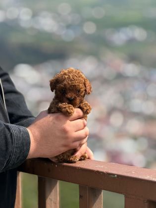 AŞILI ÇİŞ EĞİTİMLİ TEACUP TOY POODLE - Toy Poodle - Mersin