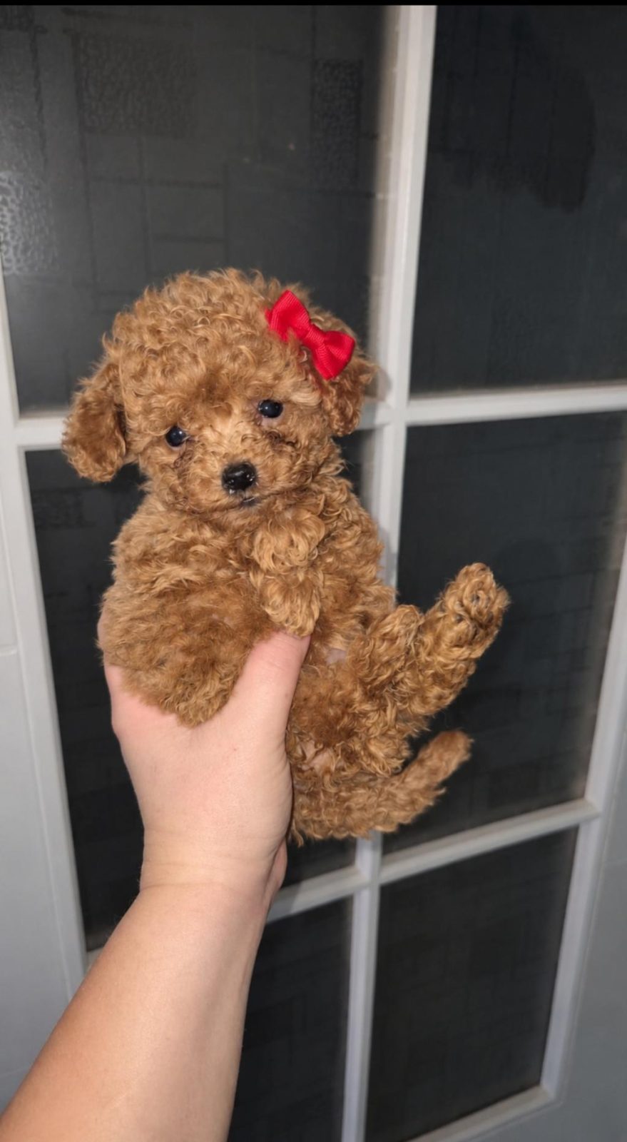 TEACUP POODLE MINIKLERLE TANISTINIZ MI ?