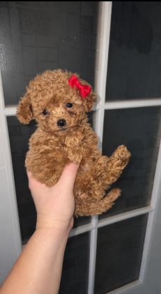 TEACUP POODLE MINIKLERLE TANISTINIZ MI ? - Toy Poodle - İzmir