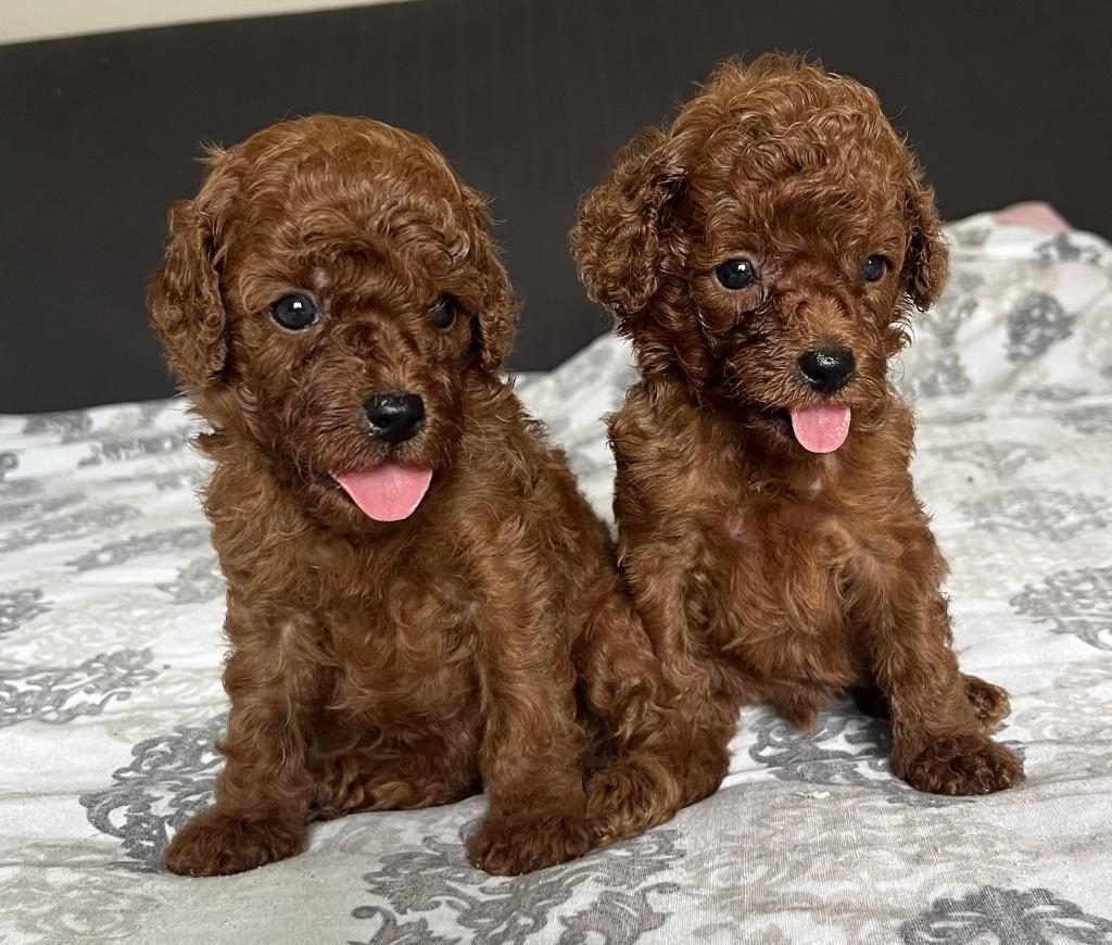 RED MİNİ POODLE BEBEKLER