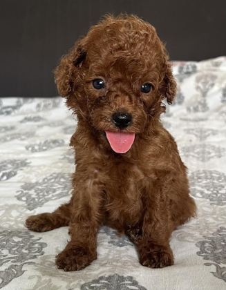 RED MİNİ POODLE BEBEKLER - Adana