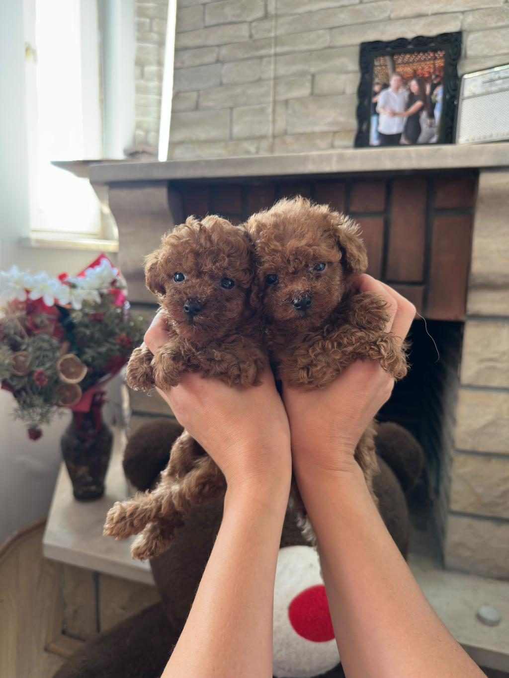 TOY POODLE YAVRULARIMIZ