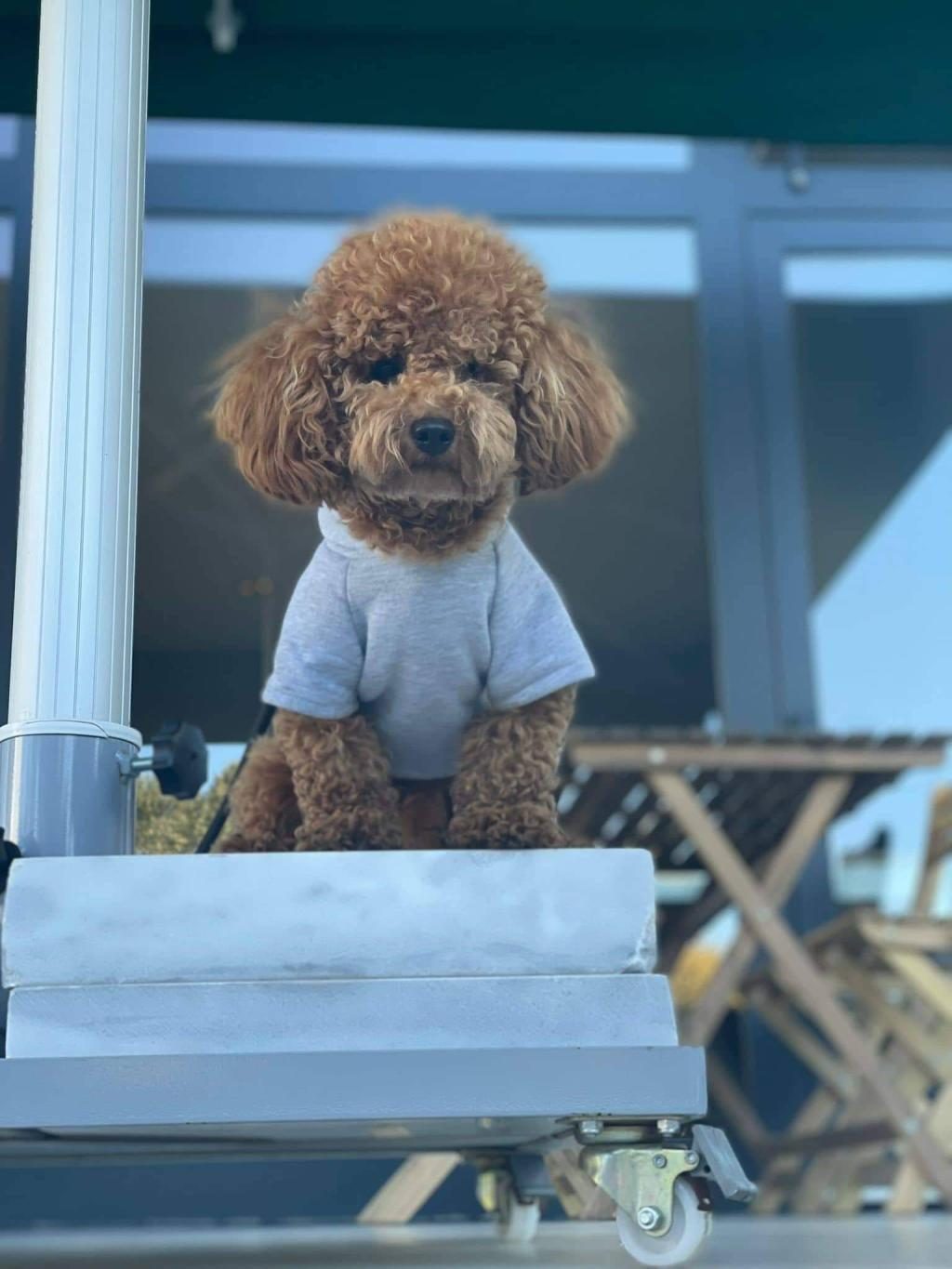 SEVGİ İLE BÜYÜTÜLEN TEACUP TOY POODLE BEBEKLERİMİZ