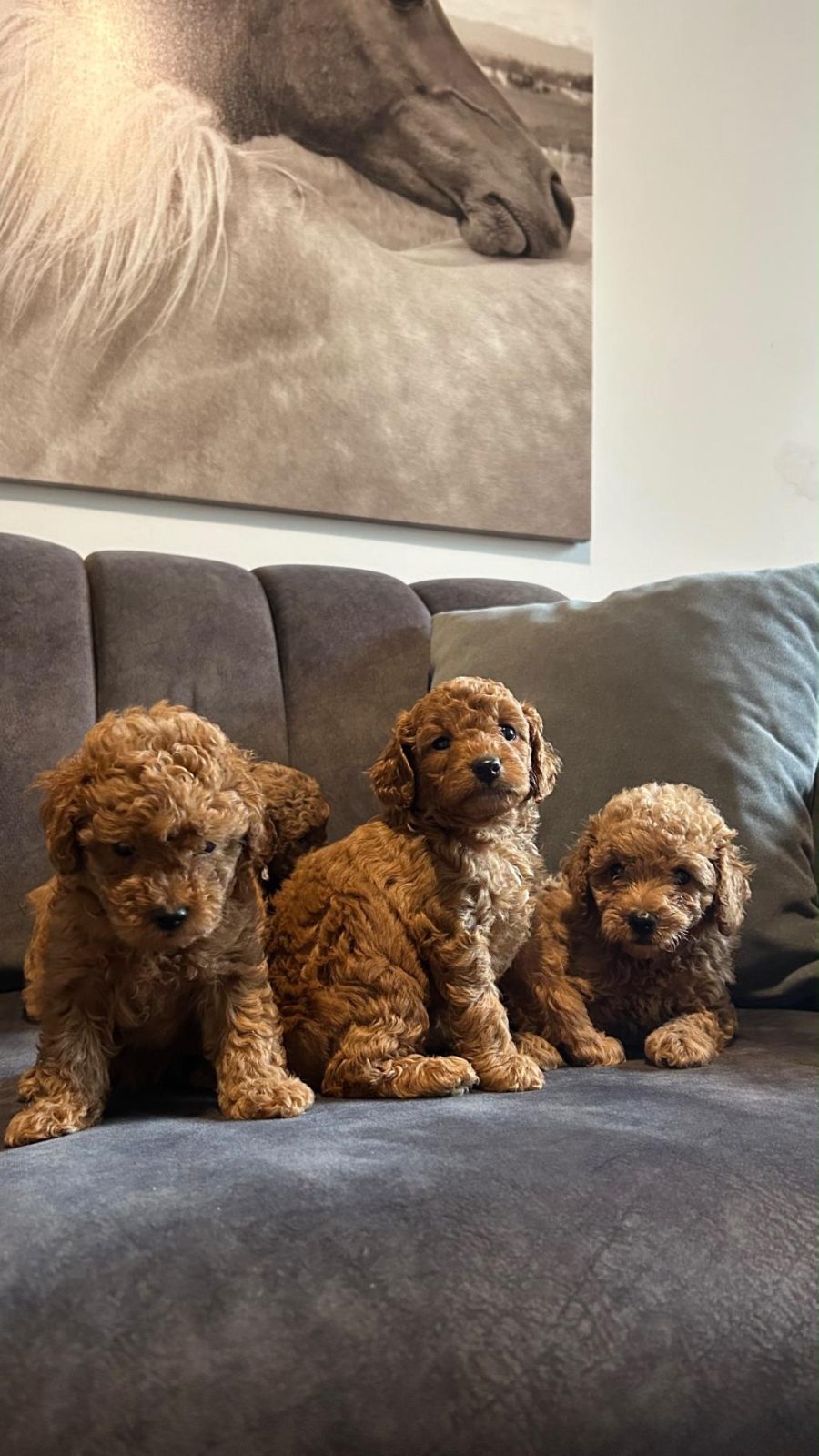 POODLE YAVRULARI