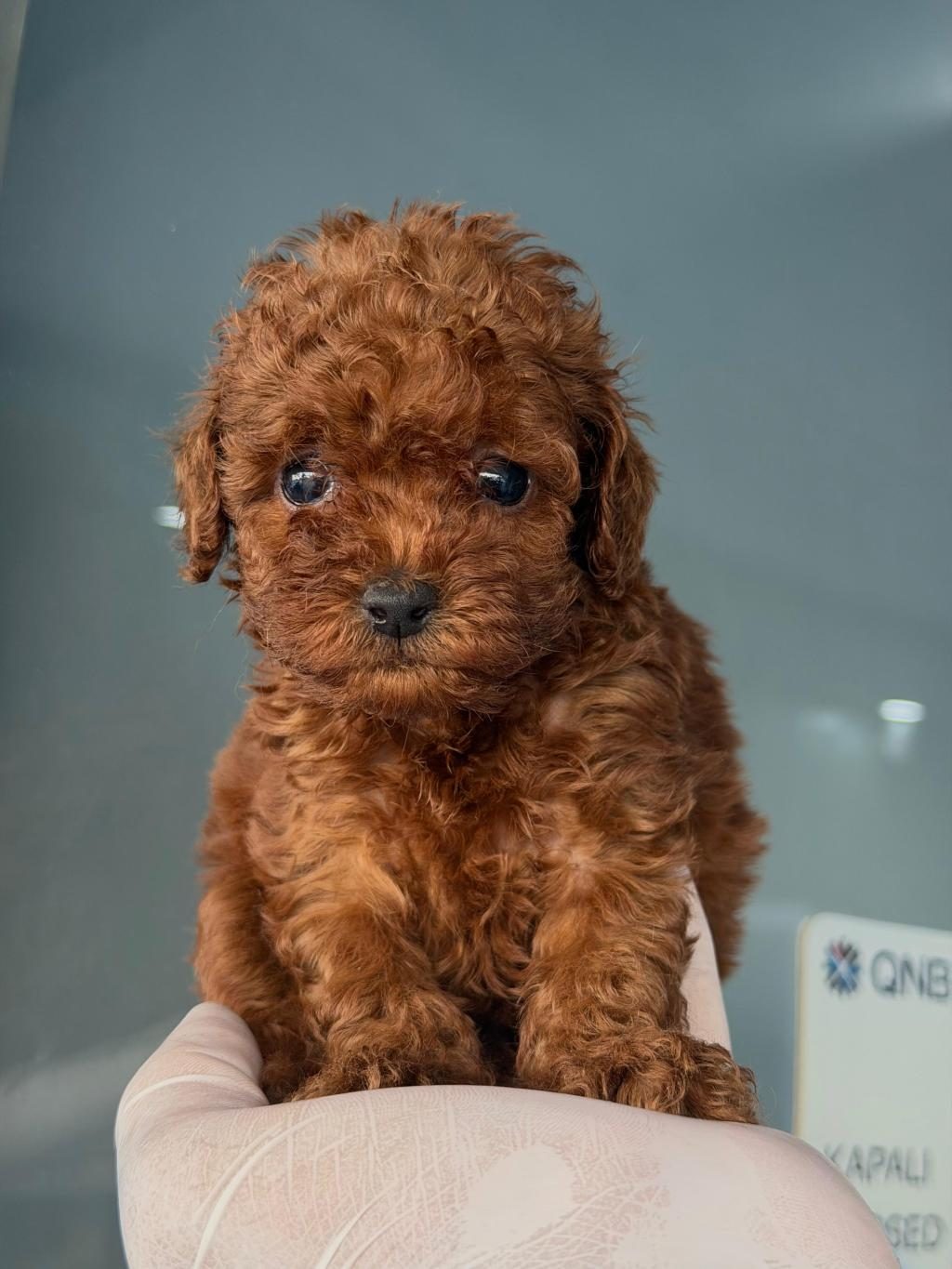 HARİKA POODLE BEBEKLER