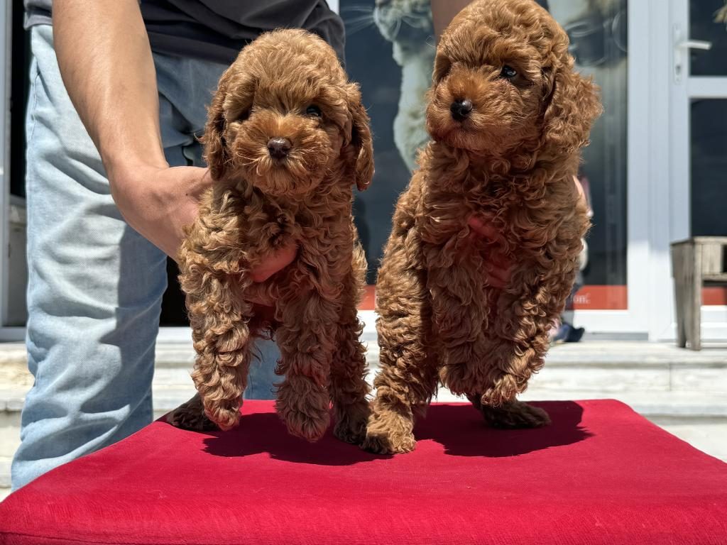 PETMODE KÖPEK ÇİFTLİĞİNDE ZİYARETE AÇIK TOY POODLE