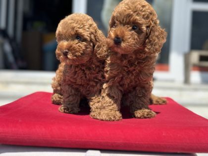 PETMODE KÖPEK ÇİFTLİĞİNDE ZİYARETE AÇIK TOY POODLE - Toy Poodle - Ankara