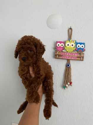 TOY POODLE YAVRULAR ORİJİNAL - Toy Poodle - İzmir