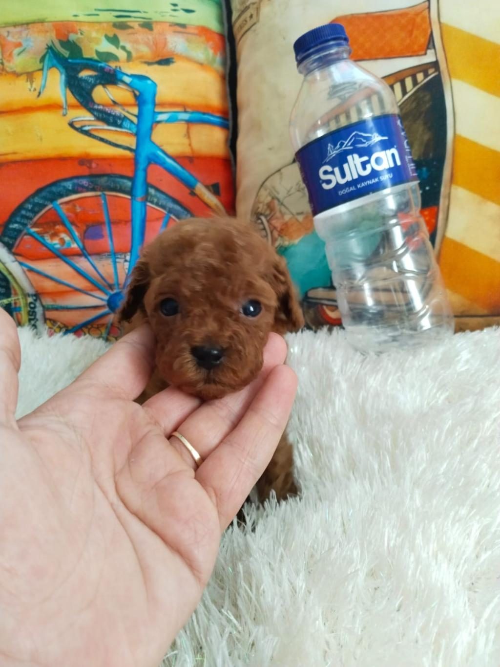 KORE IRK VE SAGLIK GARANTILI POODLE