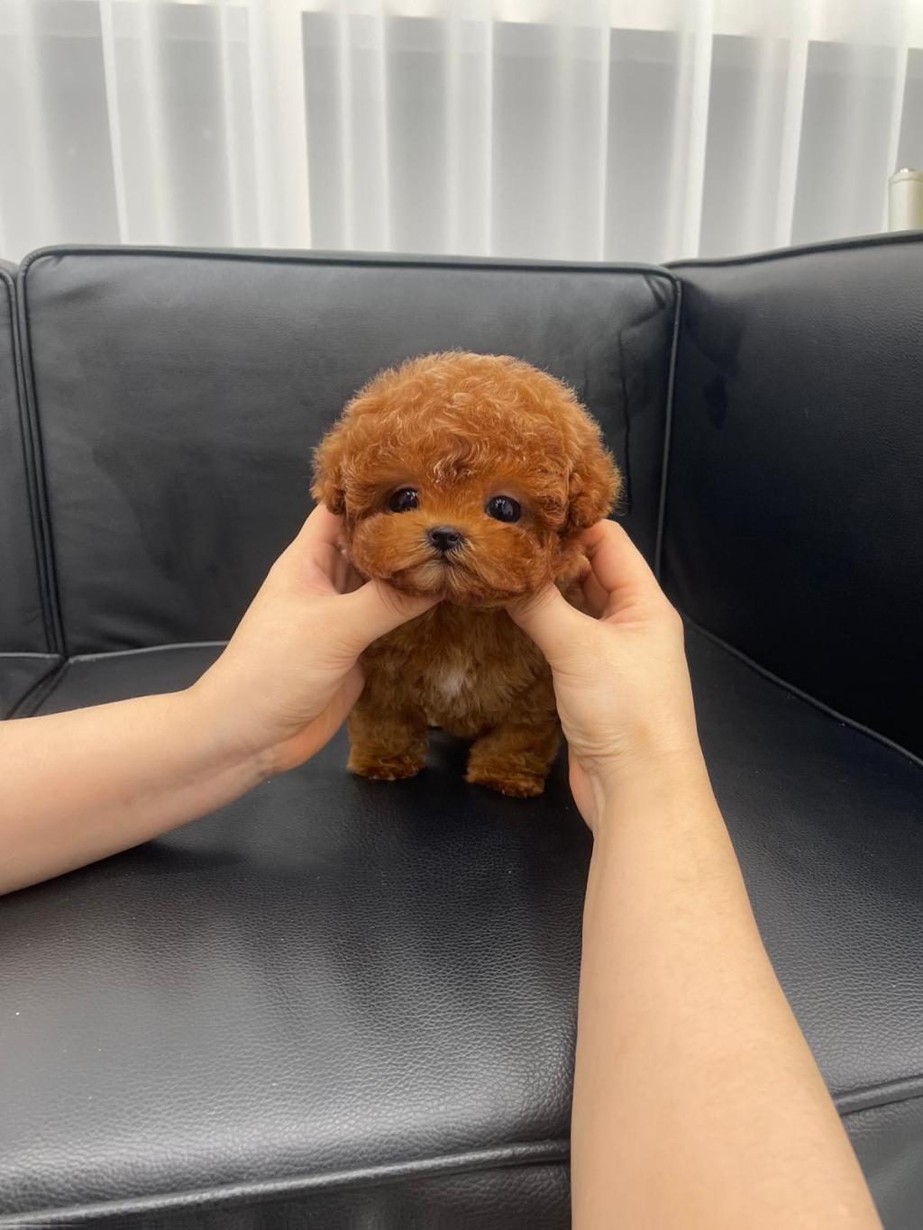 SEVGI DOLU TOY POODLE YAVRULARIM