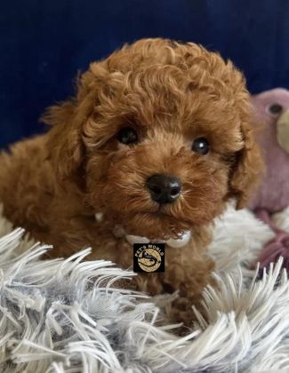 TEACUP POODLE YAVRULARIMIZ - Toy Poodle - Ankara