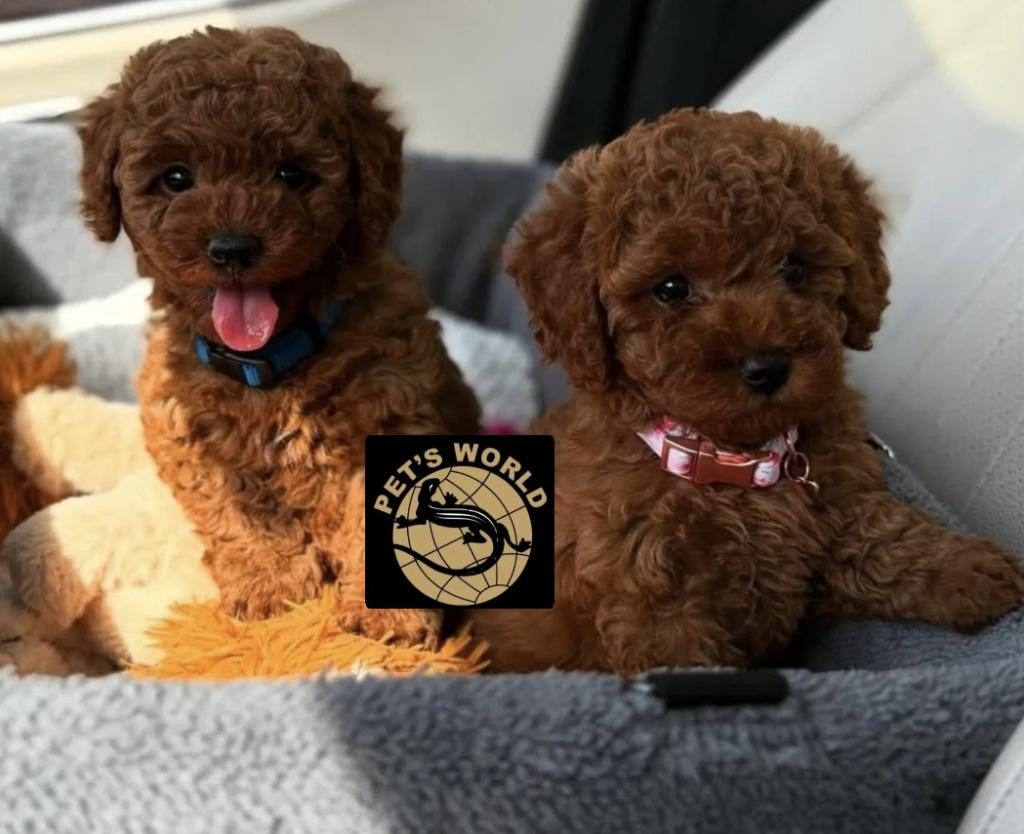 TEACUP POODLE YAVRULARIMIZ