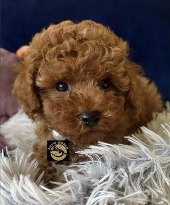 TEACUP POODLE YAVRULARIMIZ - Toy Poodle - Ankara