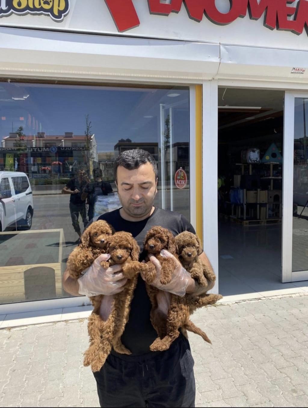 EN GÜZEL TOY POODLE YAVRULAR ANKARA MAĞAZAMIZDA