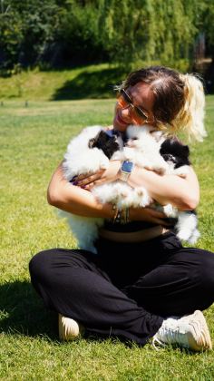 EŞSİZ BİR POMERANİAN İÇİN BİZİ ARAMADAN KARAR VERMEYN - Pomeranian Boo - İstanbul