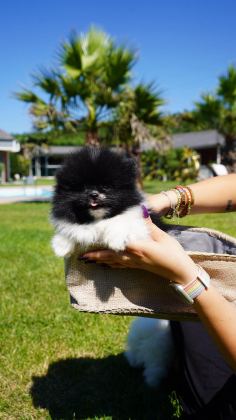 EŞSİZ BİR POMERANİAN İÇİN BİZİ ARAMADAN KARAR VERMEYN - Pomeranian Boo - İstanbul