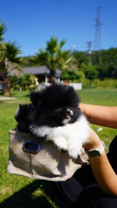 EŞSİZ BİR POMERANİAN İÇİN BİZİ ARAMADAN KARAR VERMEYN - Pomeranian Boo - İstanbul