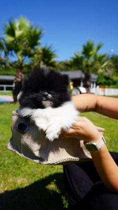 EŞSİZ BİR POMERANİAN İÇİN BİZİ ARAMADAN KARAR VERMEYN - Pomeranian Boo - İstanbul