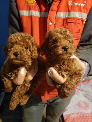 RED BROWN A KALİTE ORJİNAL TOY POODLE YAVRULAR - Toy Poodle - İstanbul