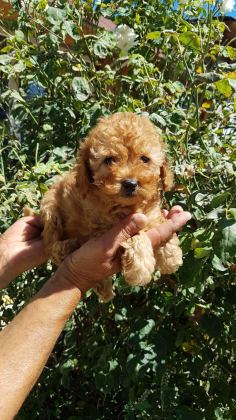 RED BROWN A KALİTE ORJİNAL TOY POODLE YAVRULAR - Toy Poodle - İstanbul