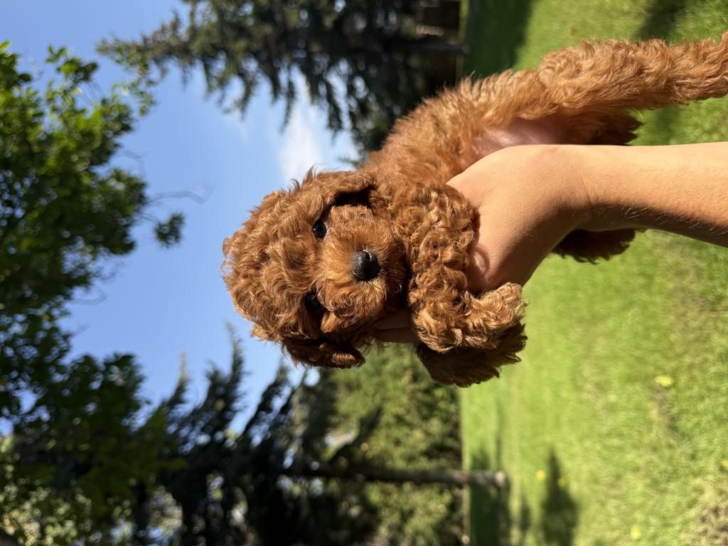 ÇIFTLIKTEN ORIJINAL KORE POODLE YAVRULARI