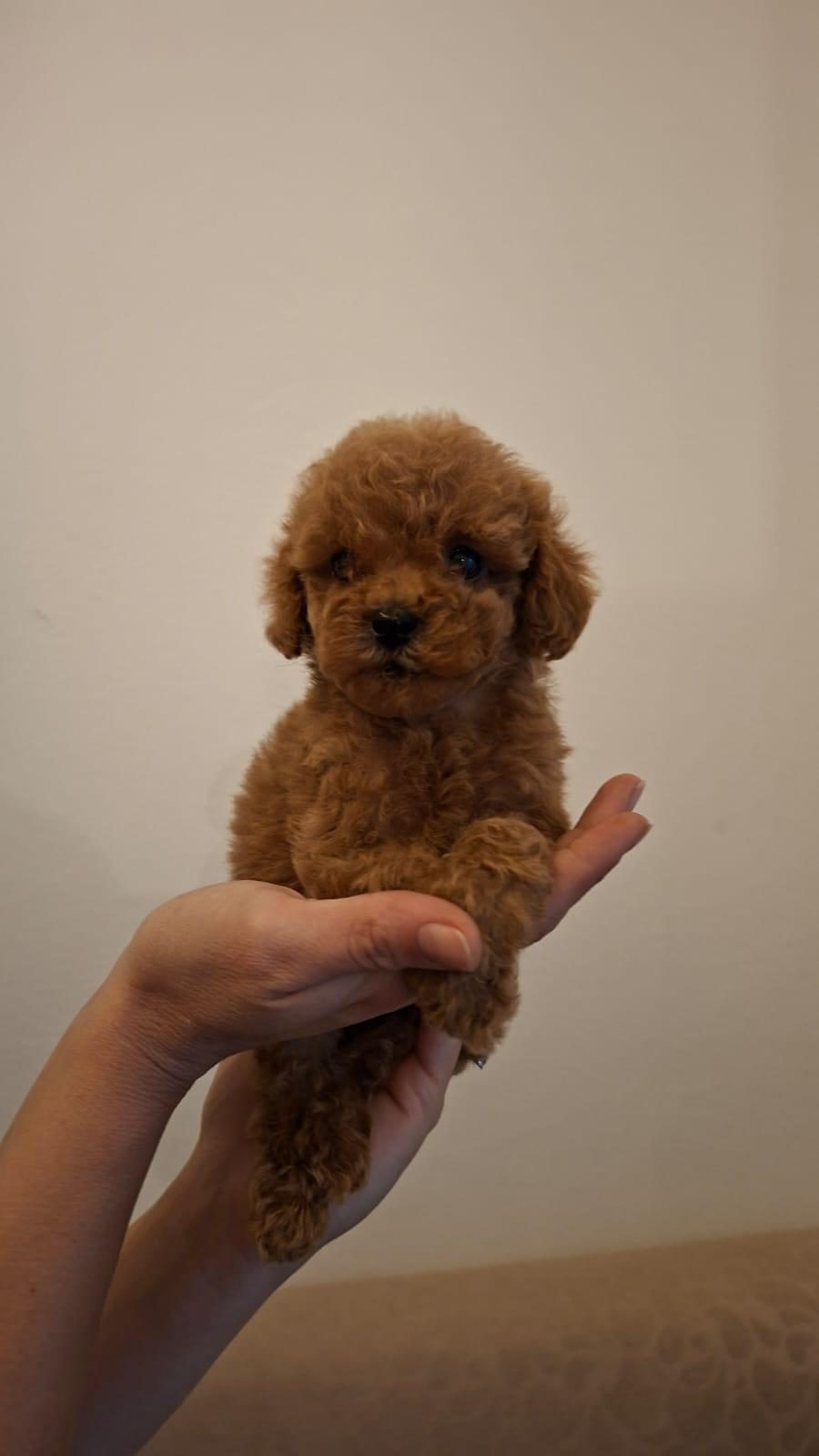 TEACUP TOY POODLE BEBEKLERİM MEVCUT