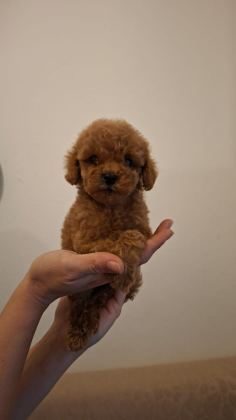 TEACUP TOY POODLE BEBEKLERİM MEVCUT - Toy Poodle - Antalya