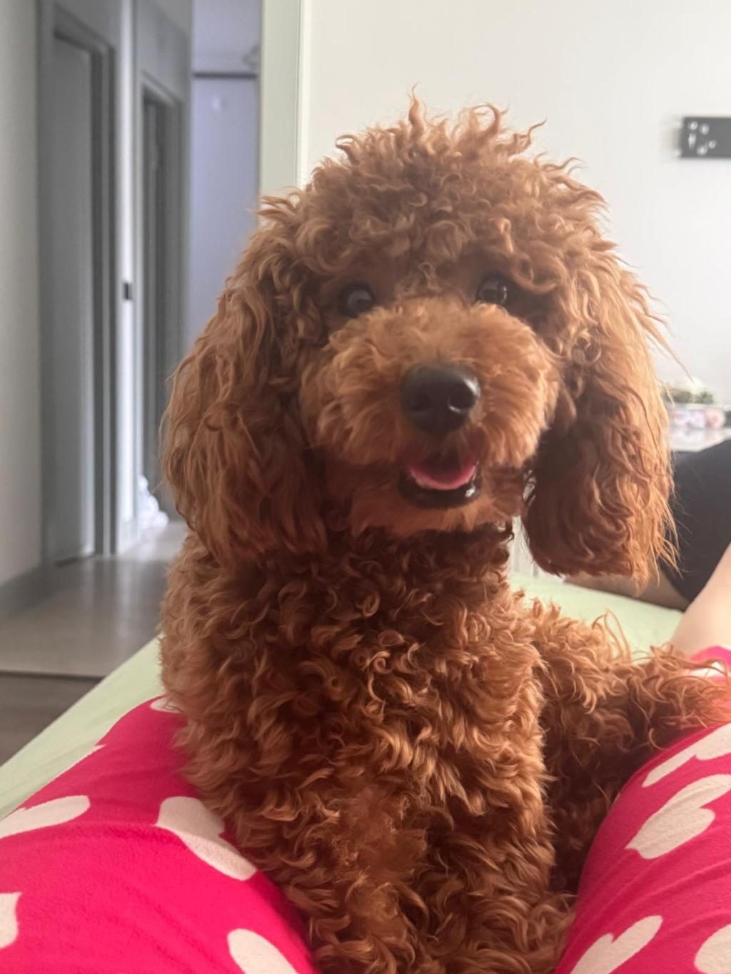 TOY POODLE 6.5 AYLIK