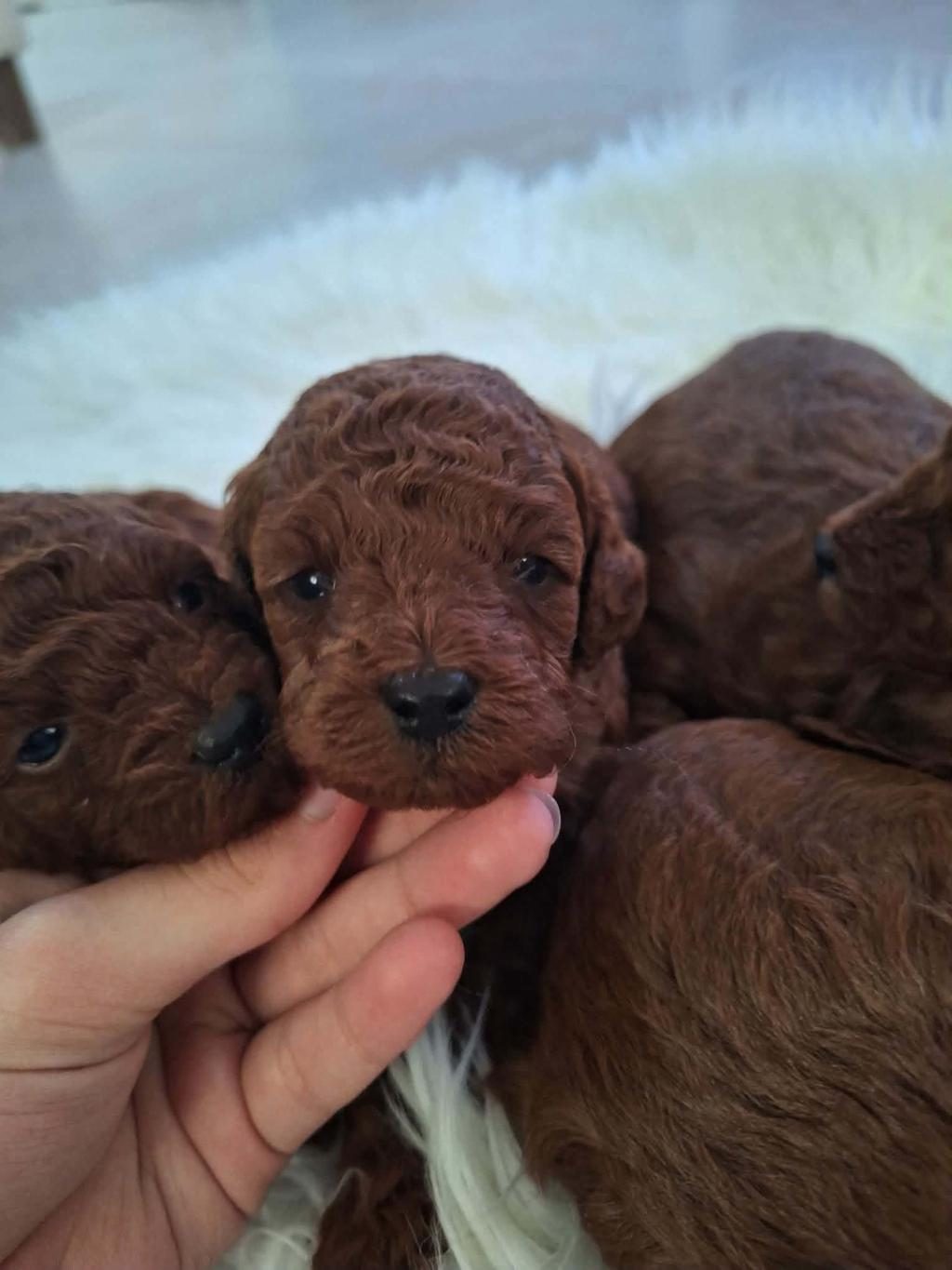 KORE KAN TOY POODLE KG GARANTİLİ