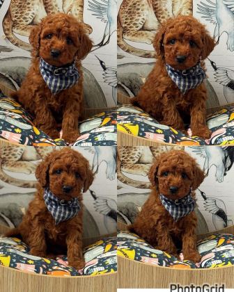 TOY POODLE YAVRULAR - Toy Poodle - Kocaeli